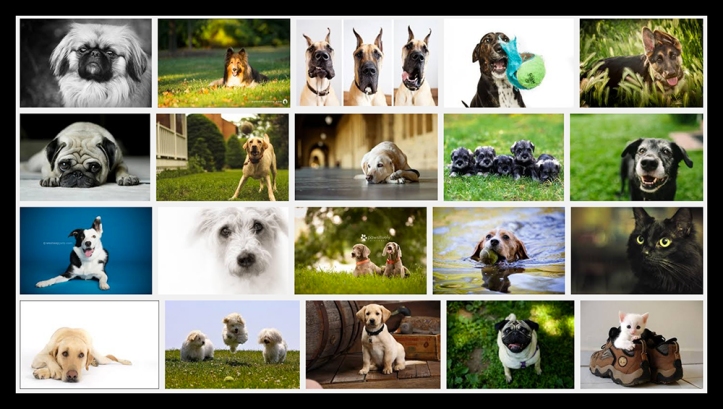 Google pet photography BLOG