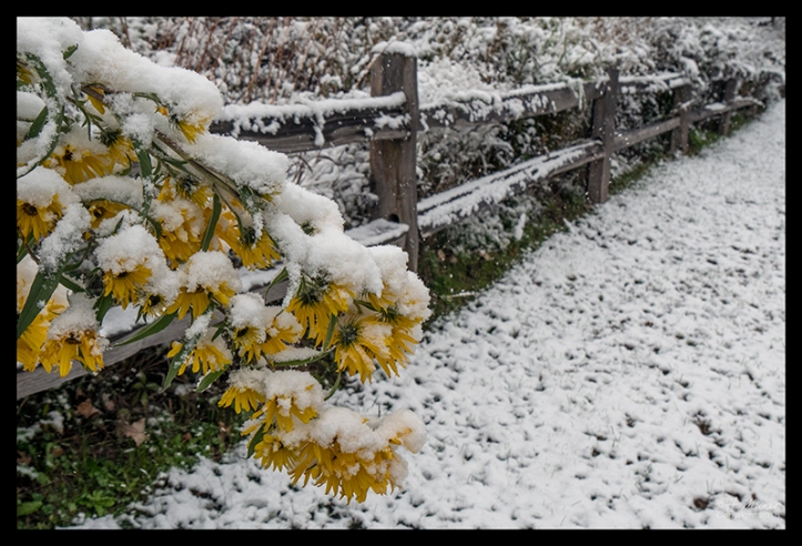 Flowers in snow 1360636 BLOG