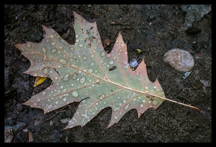 Oak leaf with water 1360549 CC BLOG
