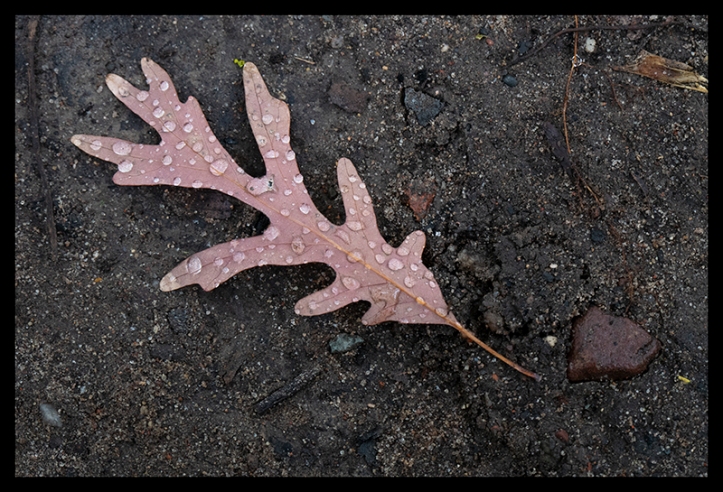 Oak leaf with water 1360572 BLOG